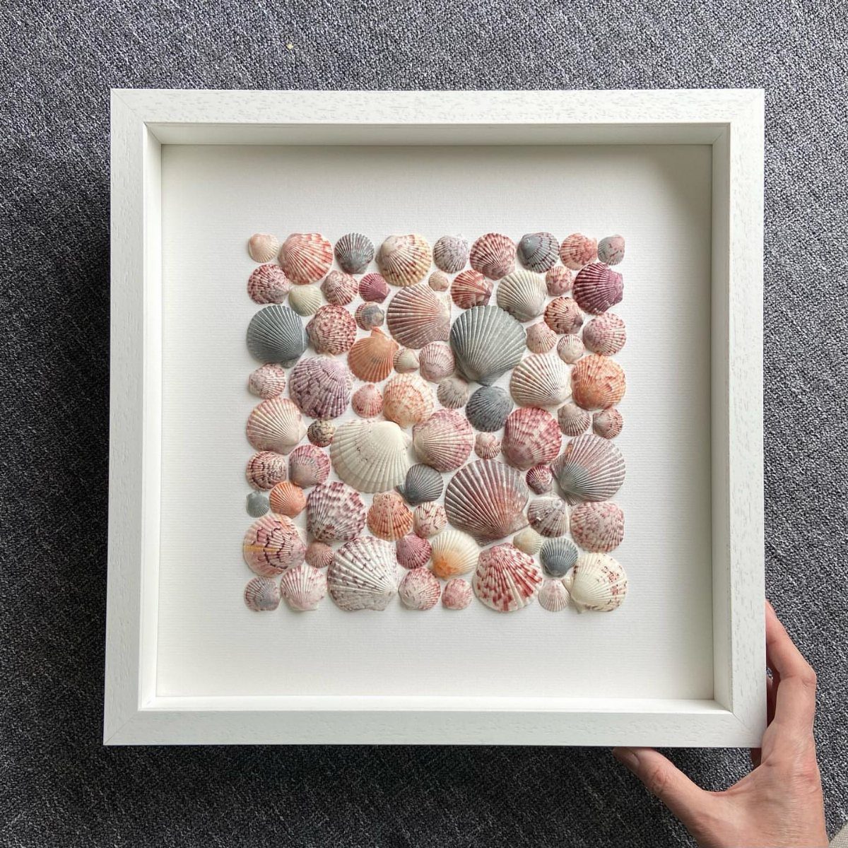 Framed collection of various pink and grey seashells on a white background.