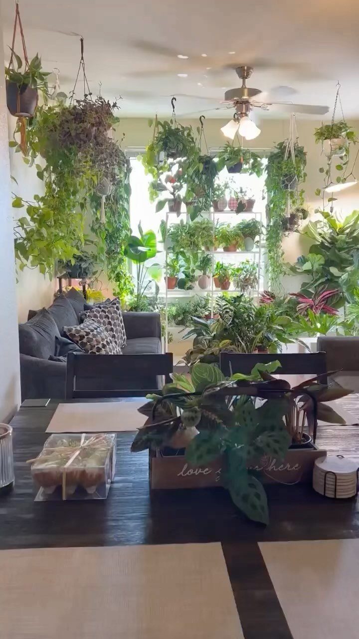 Living room filled with many lush green indoor plants and a grey sofa.