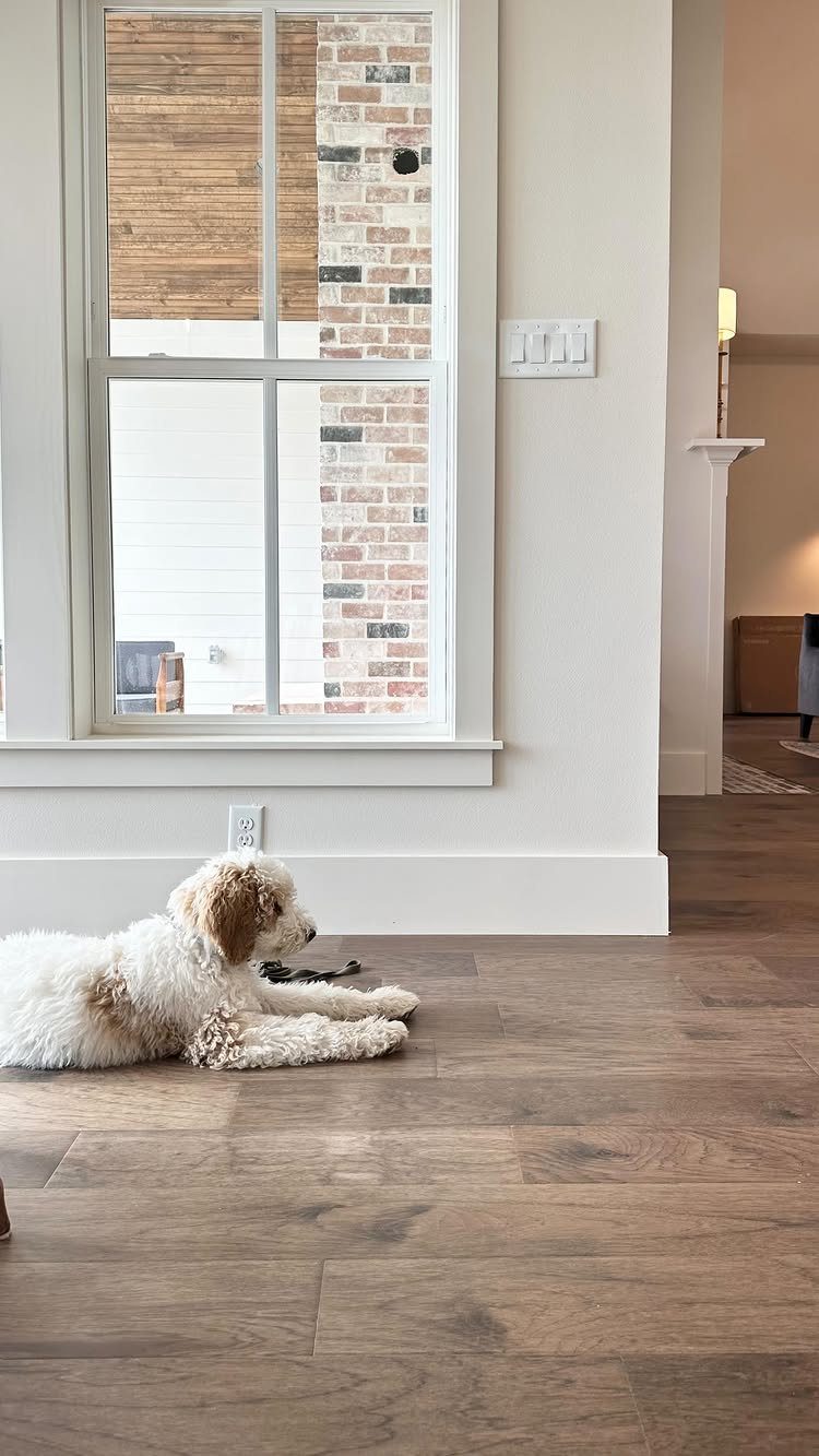White window with minimalist flat trim and a dog on hardwood flooring.