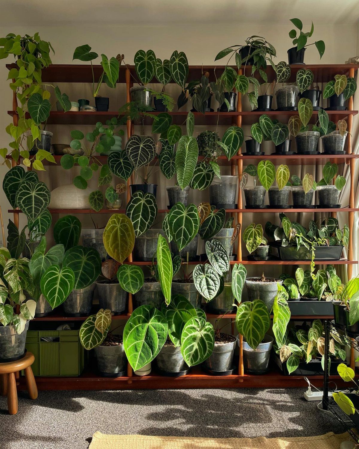 Wooden shelving unit filled with a dense collection of various potted green houseplants.